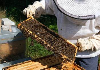 Des ruches connectées à l’ENSISA